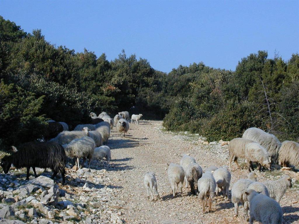 Villa Jasmin Bol Rom bilde