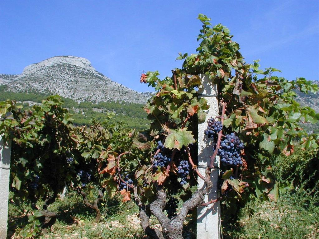 Villa Jasmin Bol Rom bilde